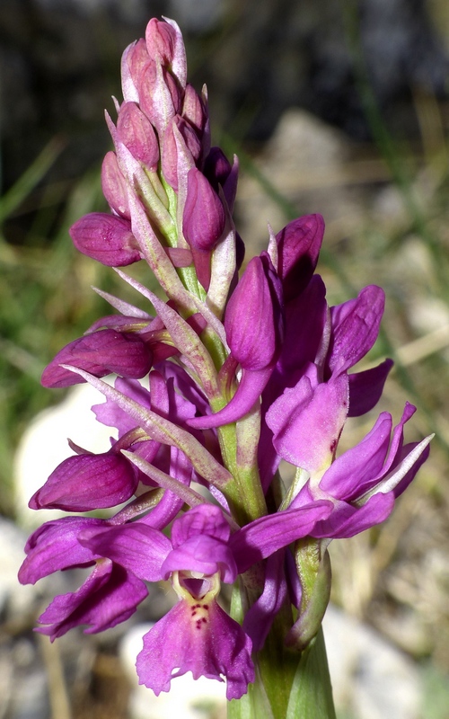 Marsica 2022, Monte Girifalco e Monte Arunzo  Le orchidee e la storia.